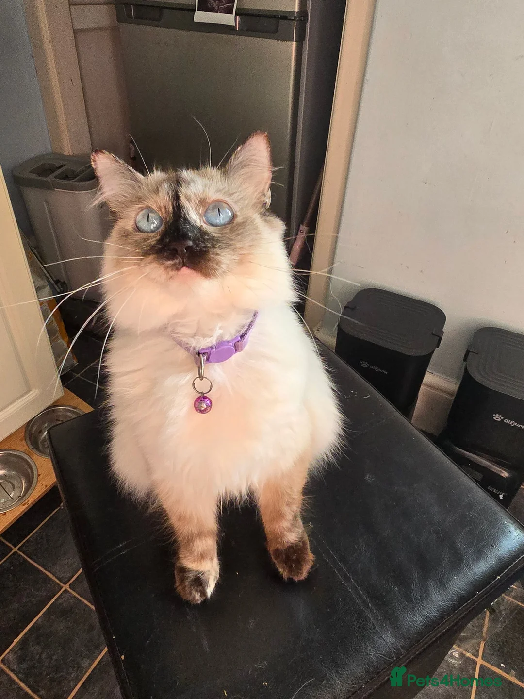 Mixed Breed cats for sale: Mixed Breed / Half Ragdoll Kittens for Sale in Weston-super-Mare - Advert 1