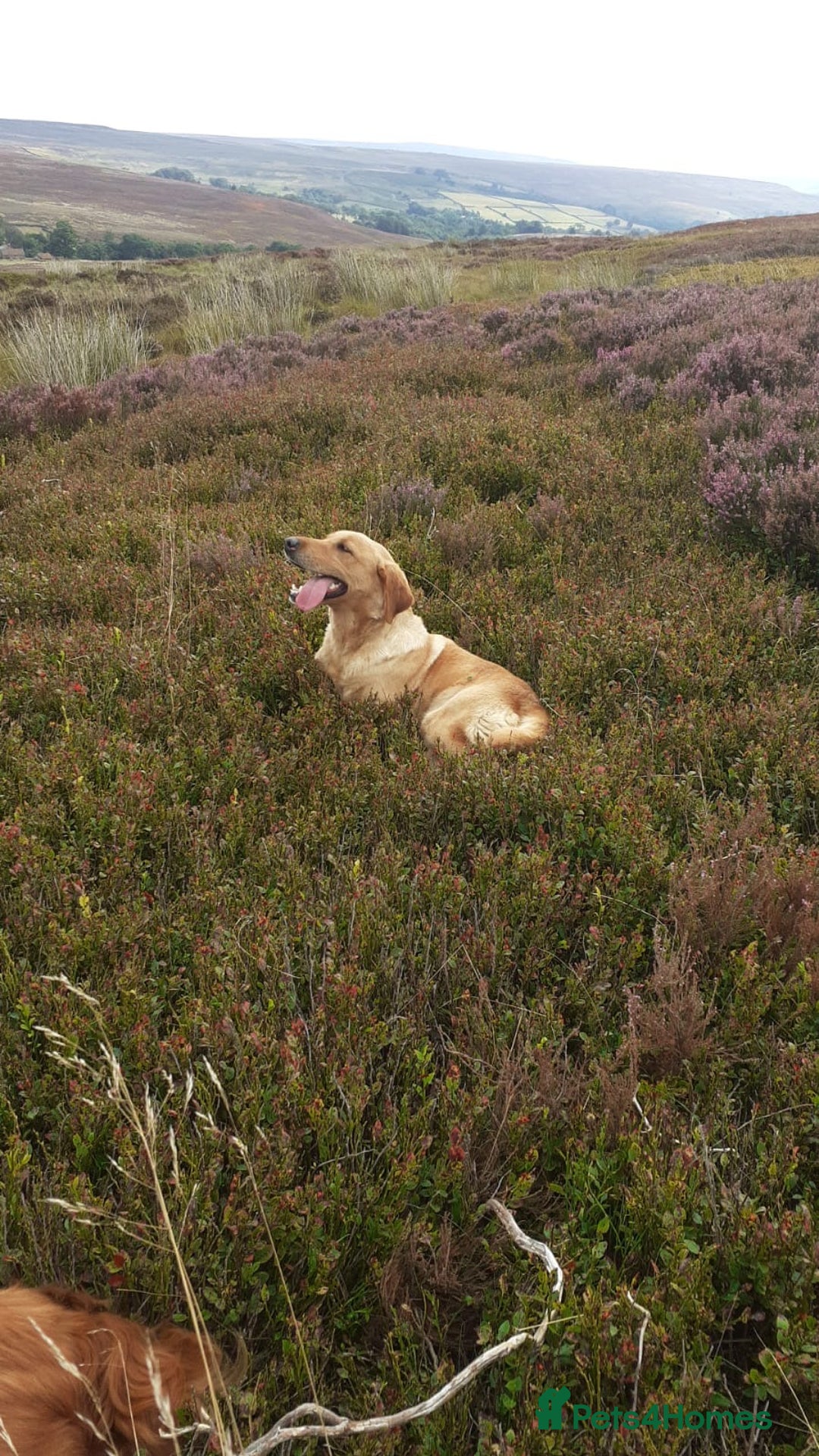 Labrador Retriever dogs for sale: Yellow Labrador female - Image 7
