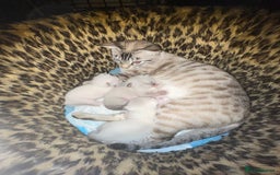 Bengal cats for sale: INTRODUCING 3 ❤️❤️❤️ BEAUTIFUL FELINES  - Image 2