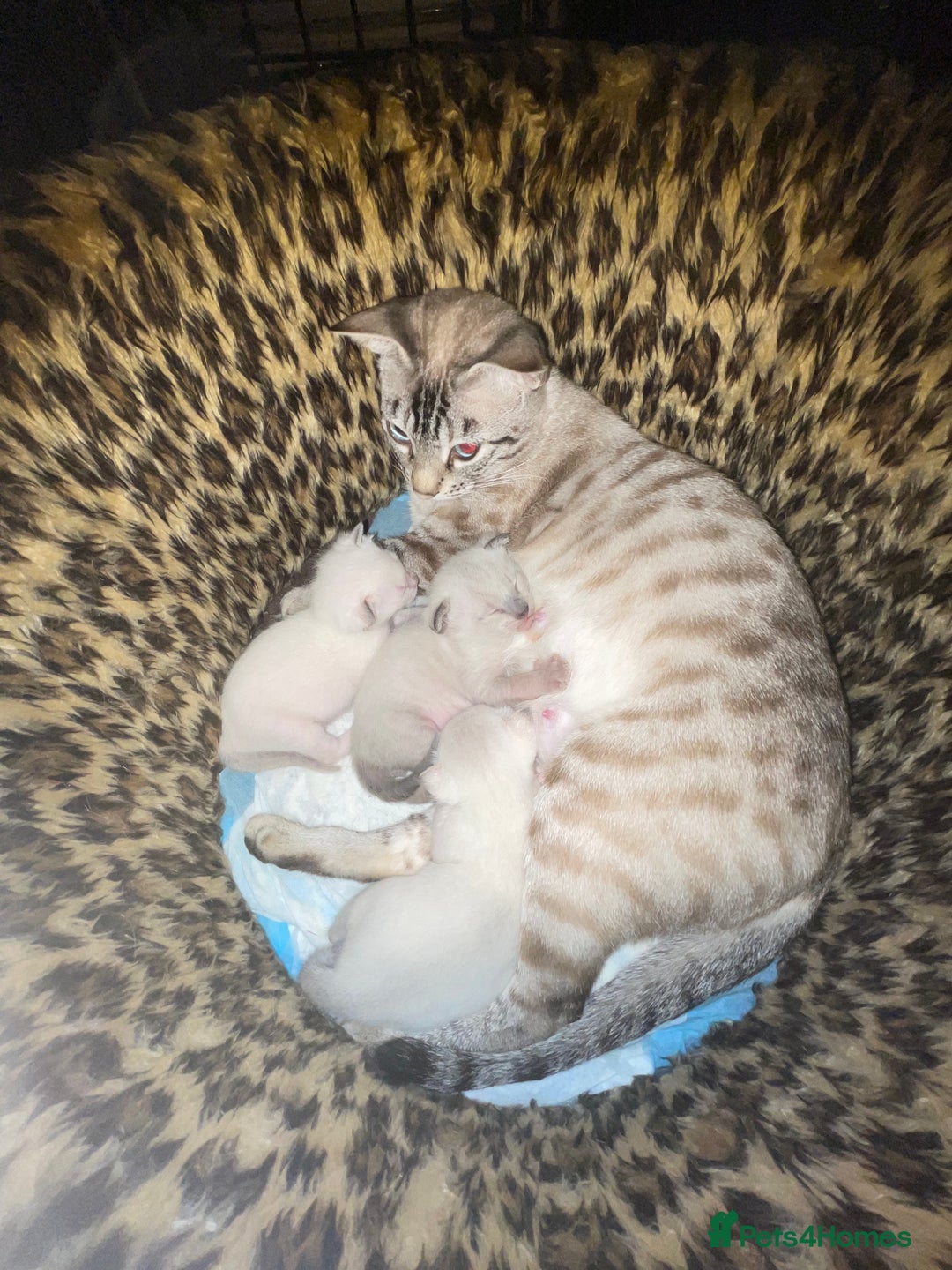 Bengal cats for sale: INTRODUCING 3 ❤️❤️❤️ BEAUTIFUL FELINES  - Image 2