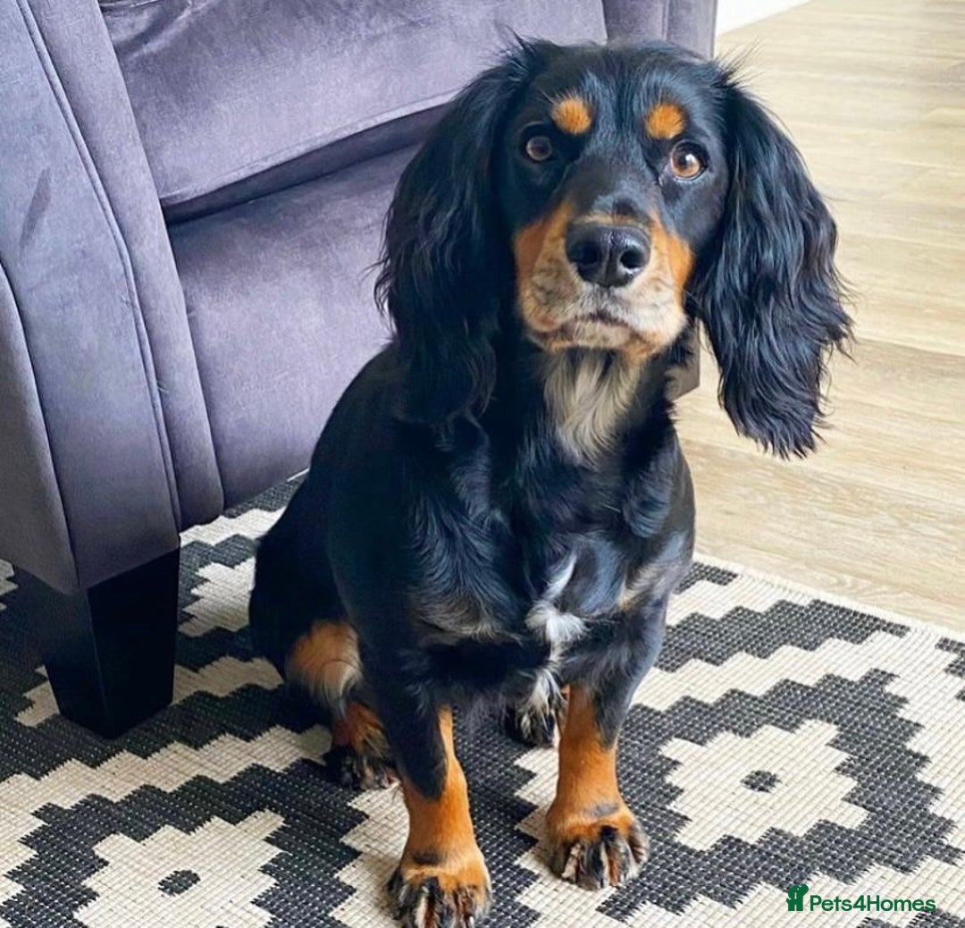 Cocker Spaniel dogs for sale: Cocker spaniel pups - Advert 8