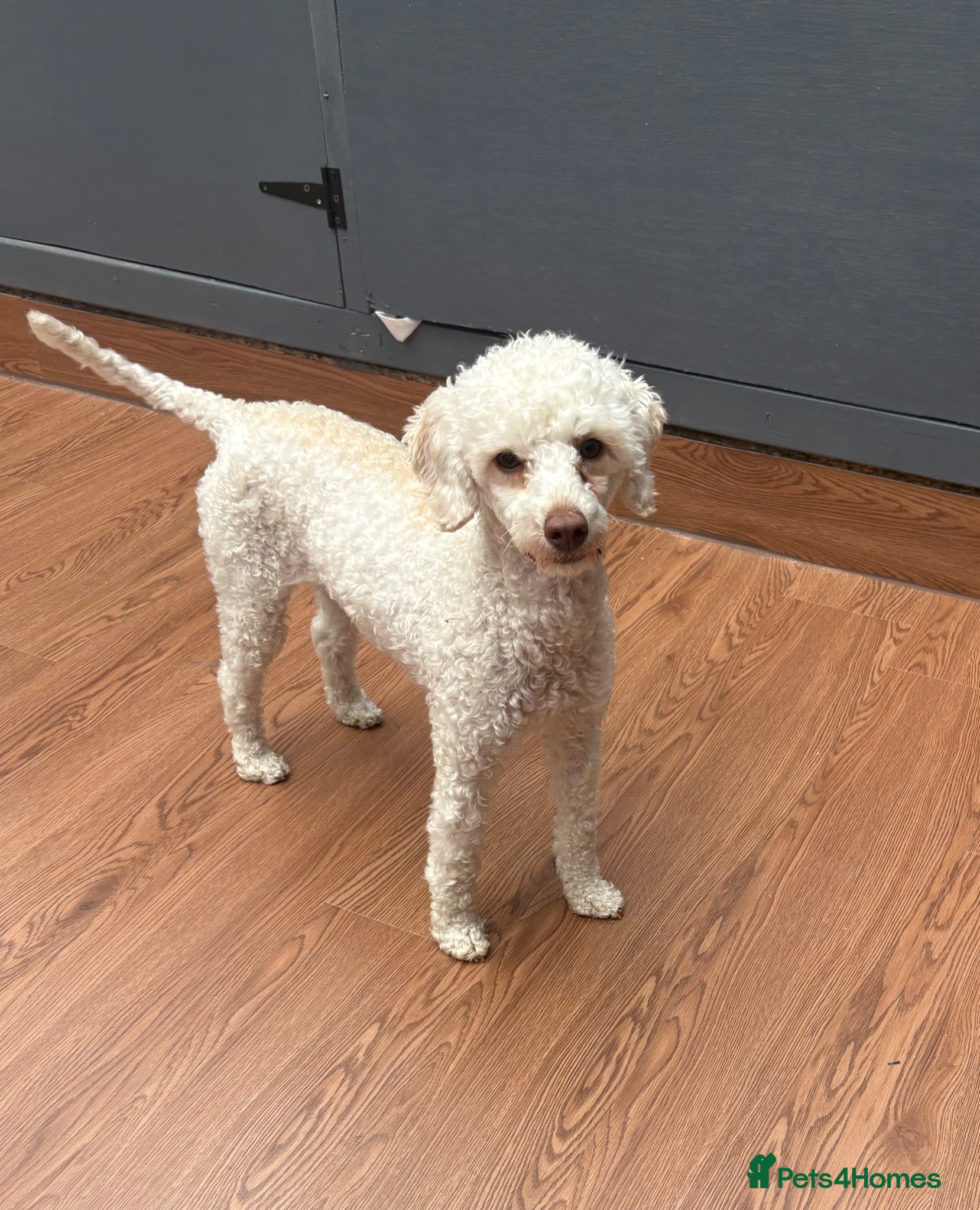 Miniature Poodle dogs Miniature poodle bitch - Advert 11