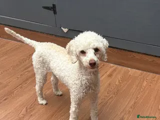 Miniature Poodle dogs Miniature poodle bitch - Advert 11