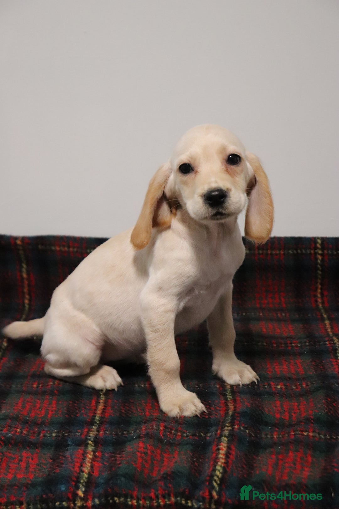 Cocker Spaniel dogs for sale: Stunning Cocker Spaniel Puppies. Now ready.  - Advert 16