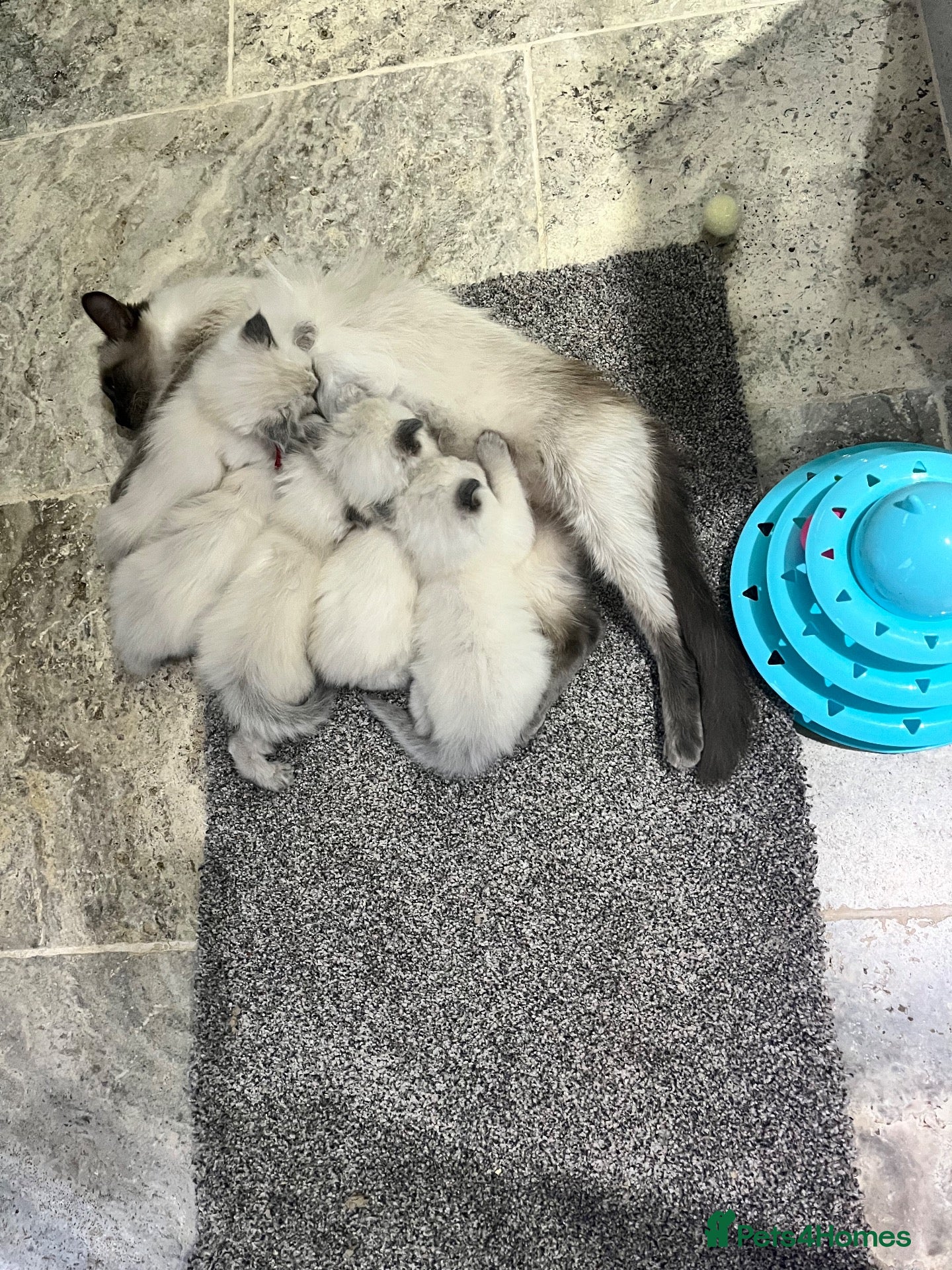 Ragdoll cats 4 beautiful blue point ragdoll kittens - Advert 1