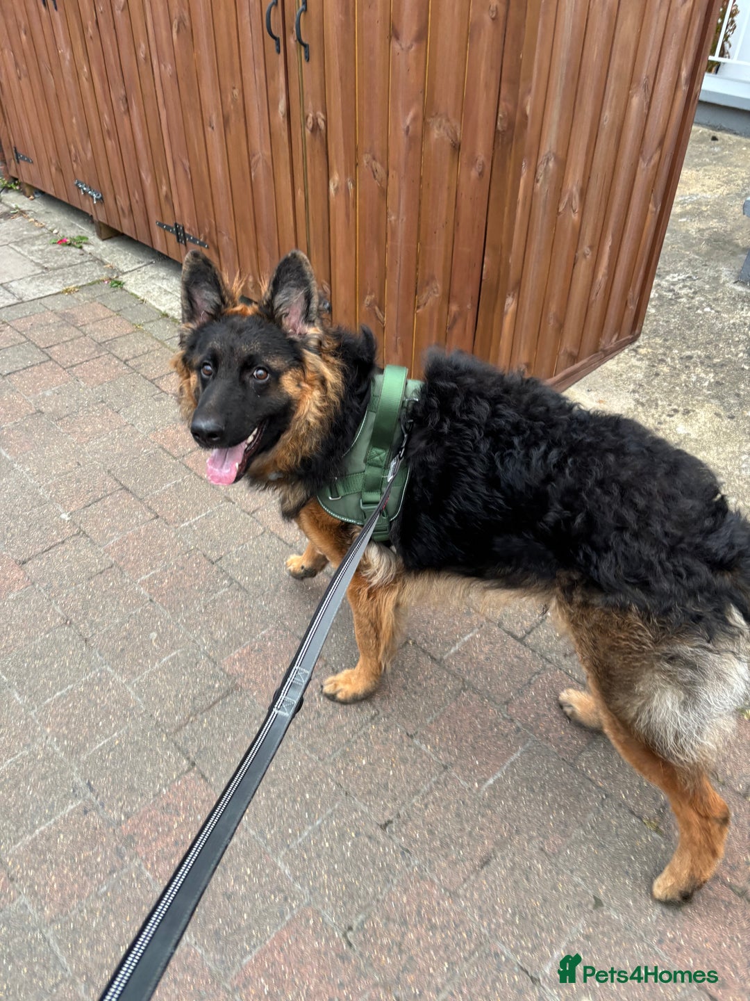 German Shepherd dogs for sale: Rehoming One-Year Old Male German Shepherd - Advert 27