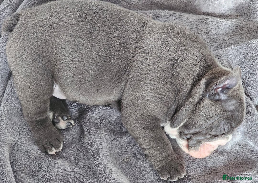 English Bulldog dogs for sale: Stunning Blue & White English Bulldog Puppies!  - Advert 3