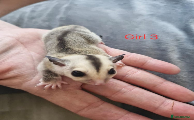 Sugar Glider rodents - Advert 16