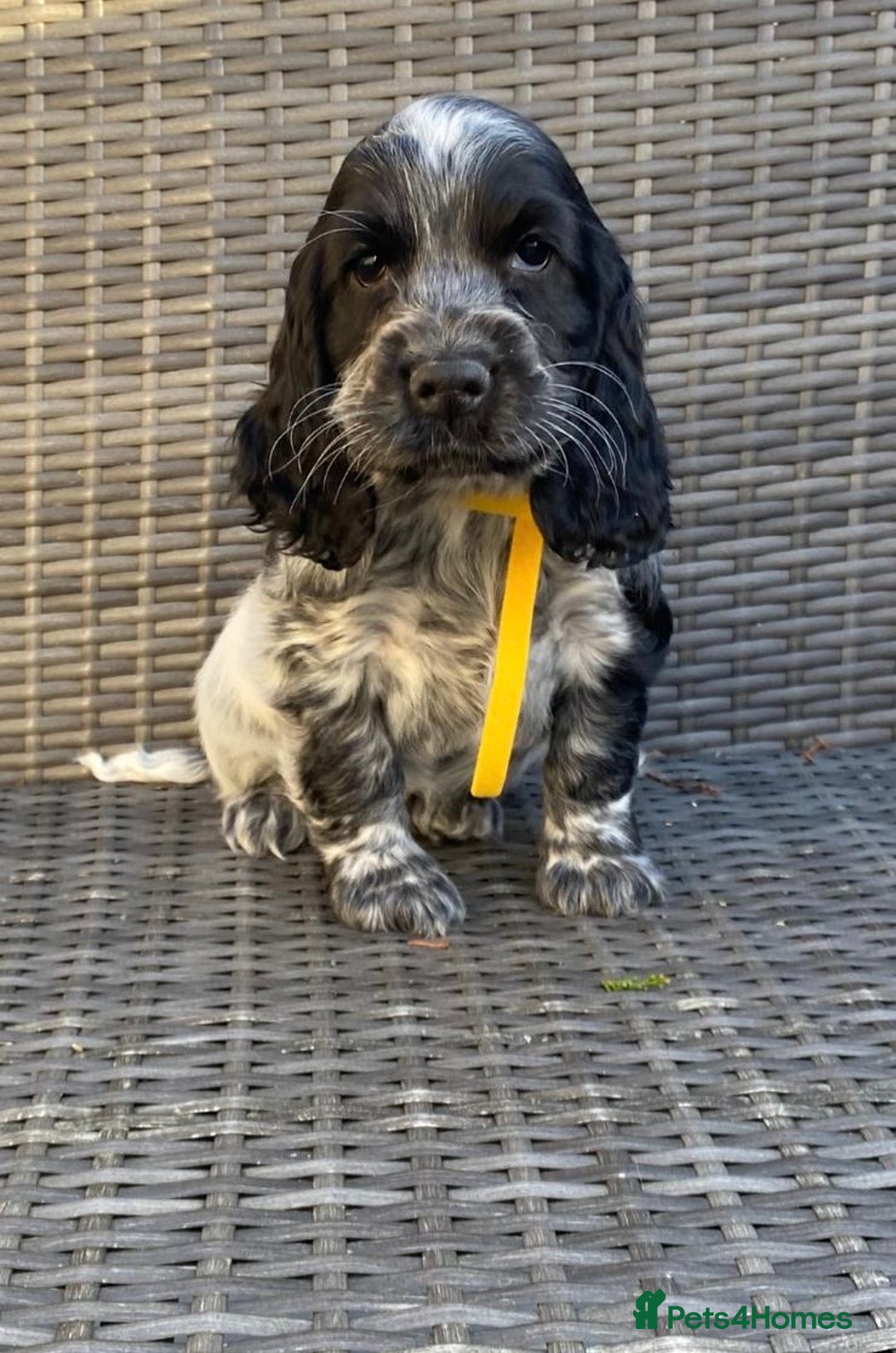 Cocker Spaniel dogs for sale: KC Registered Cocker Spaniel Pups For Sale - Advert 2