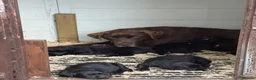 Labrador Retriever dogs for sale: Black Labradors boys and girls  - Advert 8
