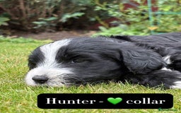 Mixed Breed dogs for sale: Tibetan Terrier x cockerpoo  - Image 8