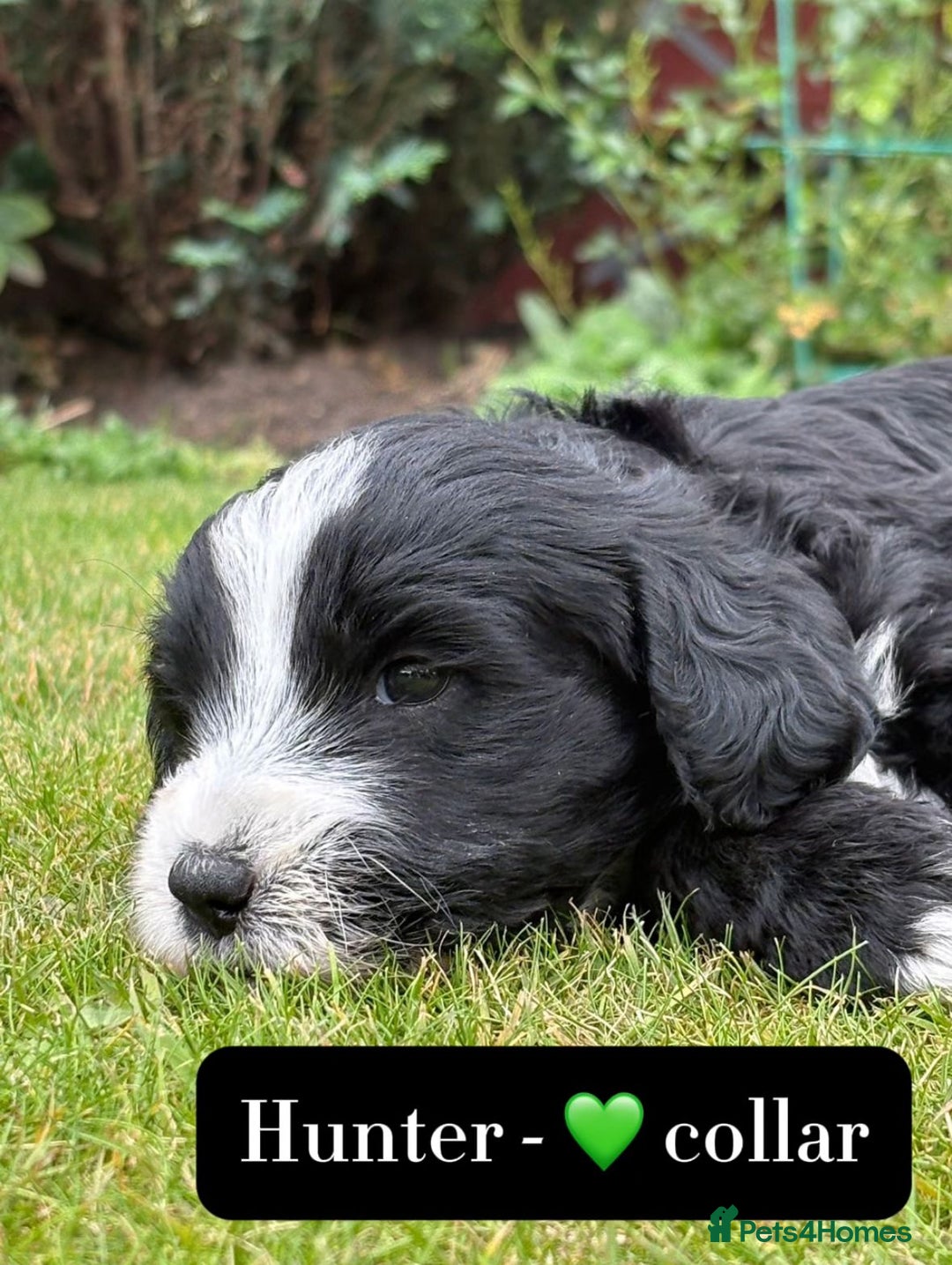 Mixed Breed dogs for sale: Tibetan Terrier x cockerpoo  - Image 8