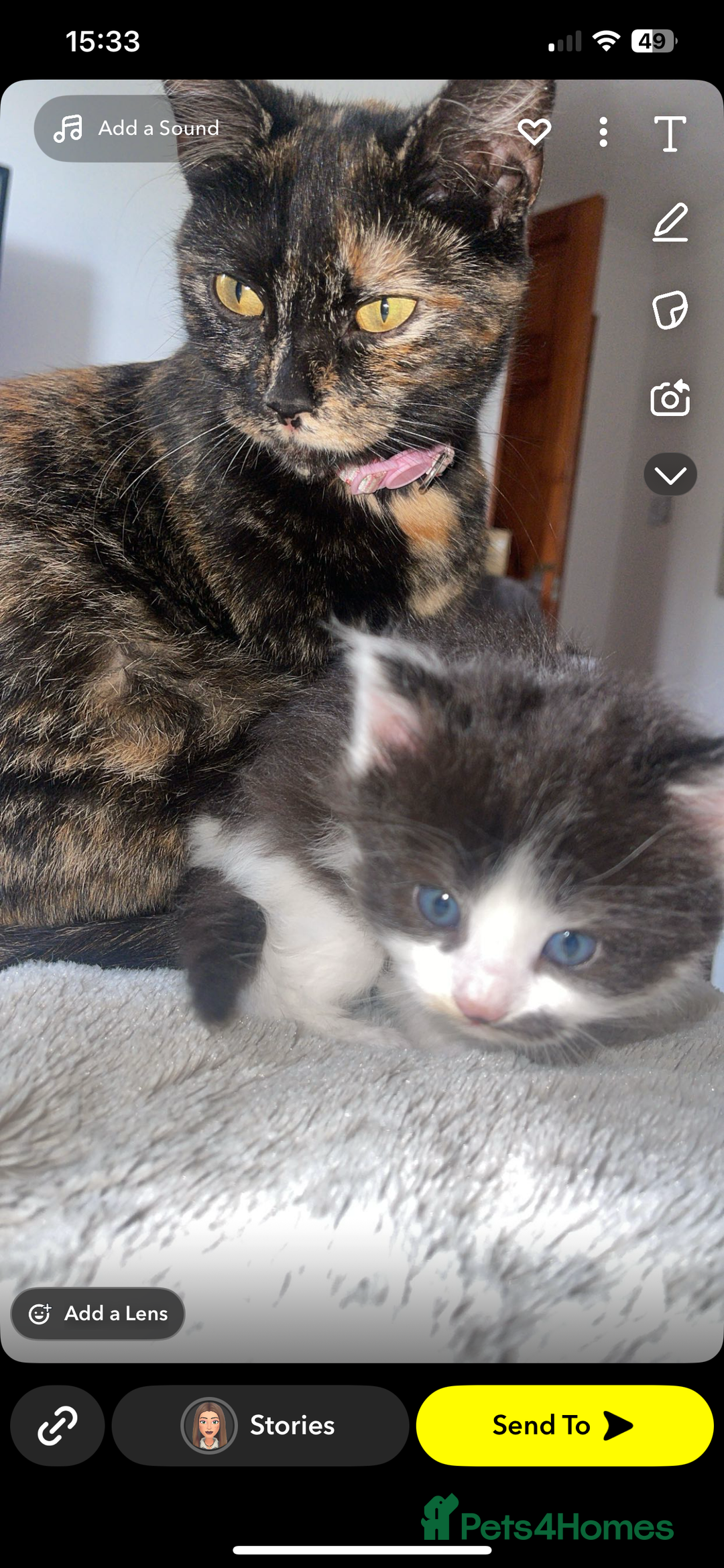 Mixed Breed cats for sale: 2 mixed breed cats/kitten for sale - Image 3