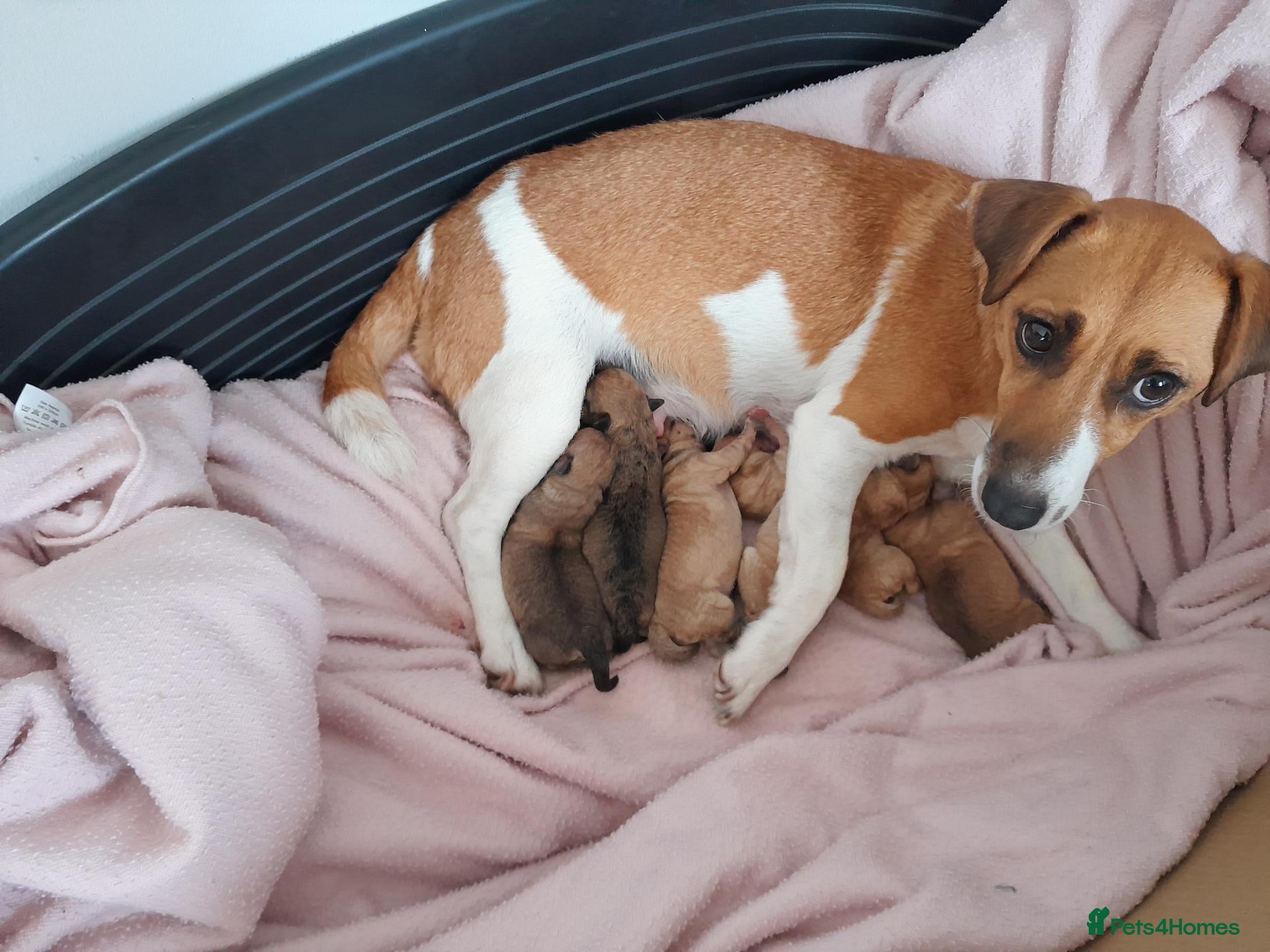 Jack Chi dogs for sale: For sale  - Advert 8