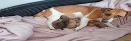 Jack Chi dogs for sale: For sale  in Skelmersdale - Advert 1