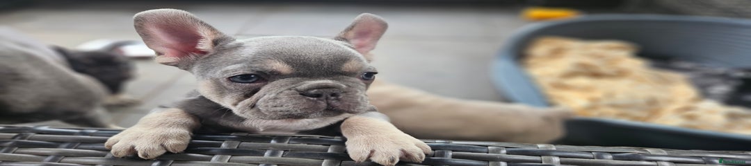 French Bulldog Puppy 3