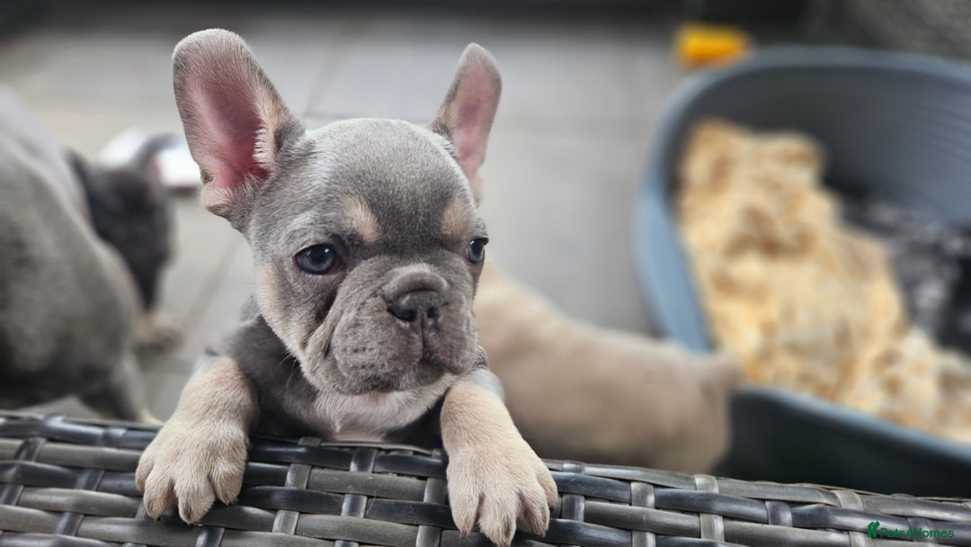 French Bulldog dogs for sale: READY FOR NEW HOME french bulldogs🩷🩷🩵 - Image 9