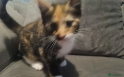 Mixed Breed cats for sale: Kitten - Image 2