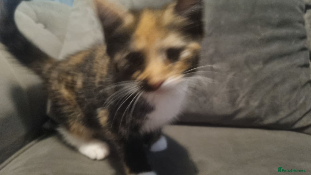 Mixed Breed cats for sale: Kitten - Image 2