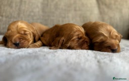 Cocker Spaniel dogs for sale: Beautiful cocker spaniel puppies  - Image 5