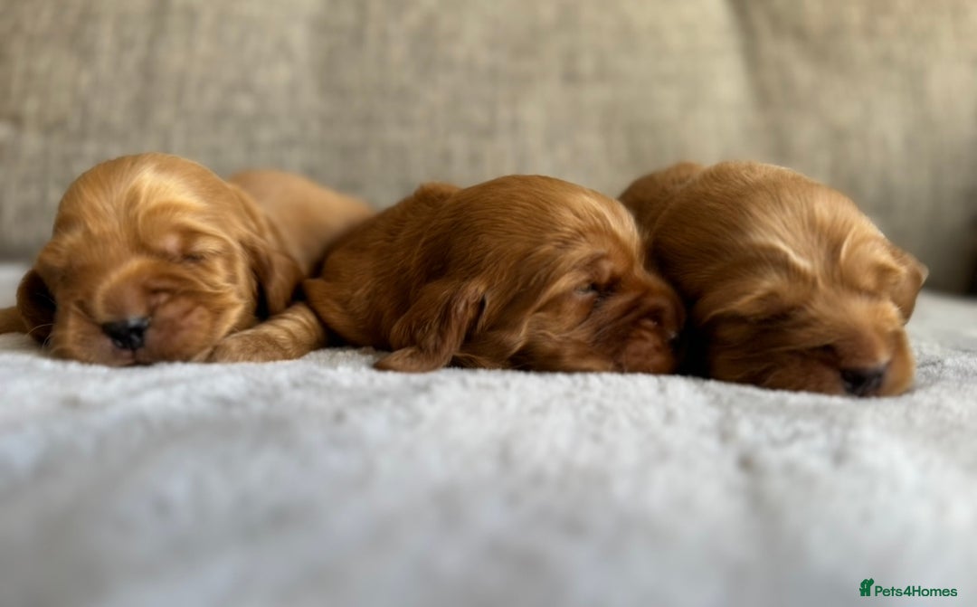 Cocker Spaniel dogs for sale: Beautiful cocker spaniel puppies  - Image 5