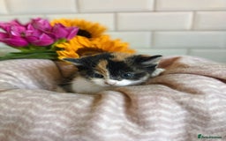 Mixed Breed cats for sale: Adorable Kittens Looking for Loving Homes  - Image 2
