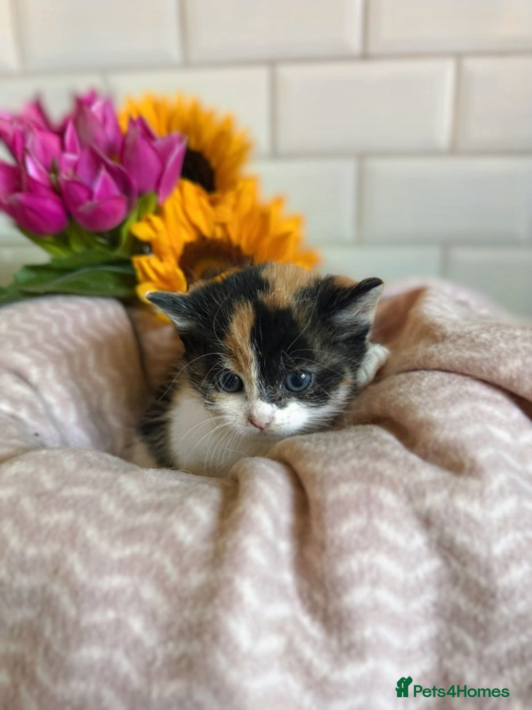 Mixed Breed cats for sale: Adorable Kittens Looking for Loving Homes  - Image 2