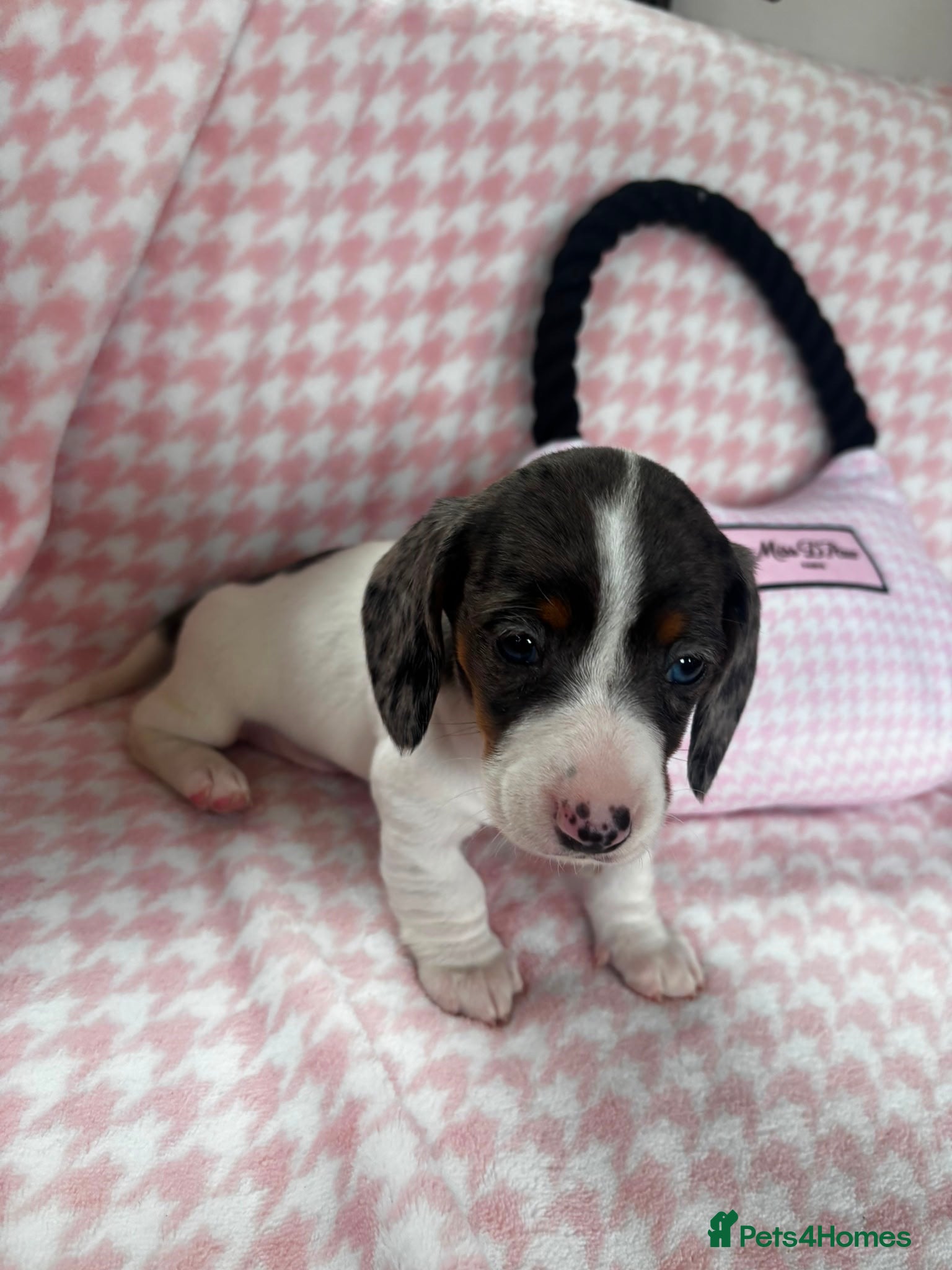Miniature Dachshund dogs for sale: Miniature dachshund puppies - Advert 19