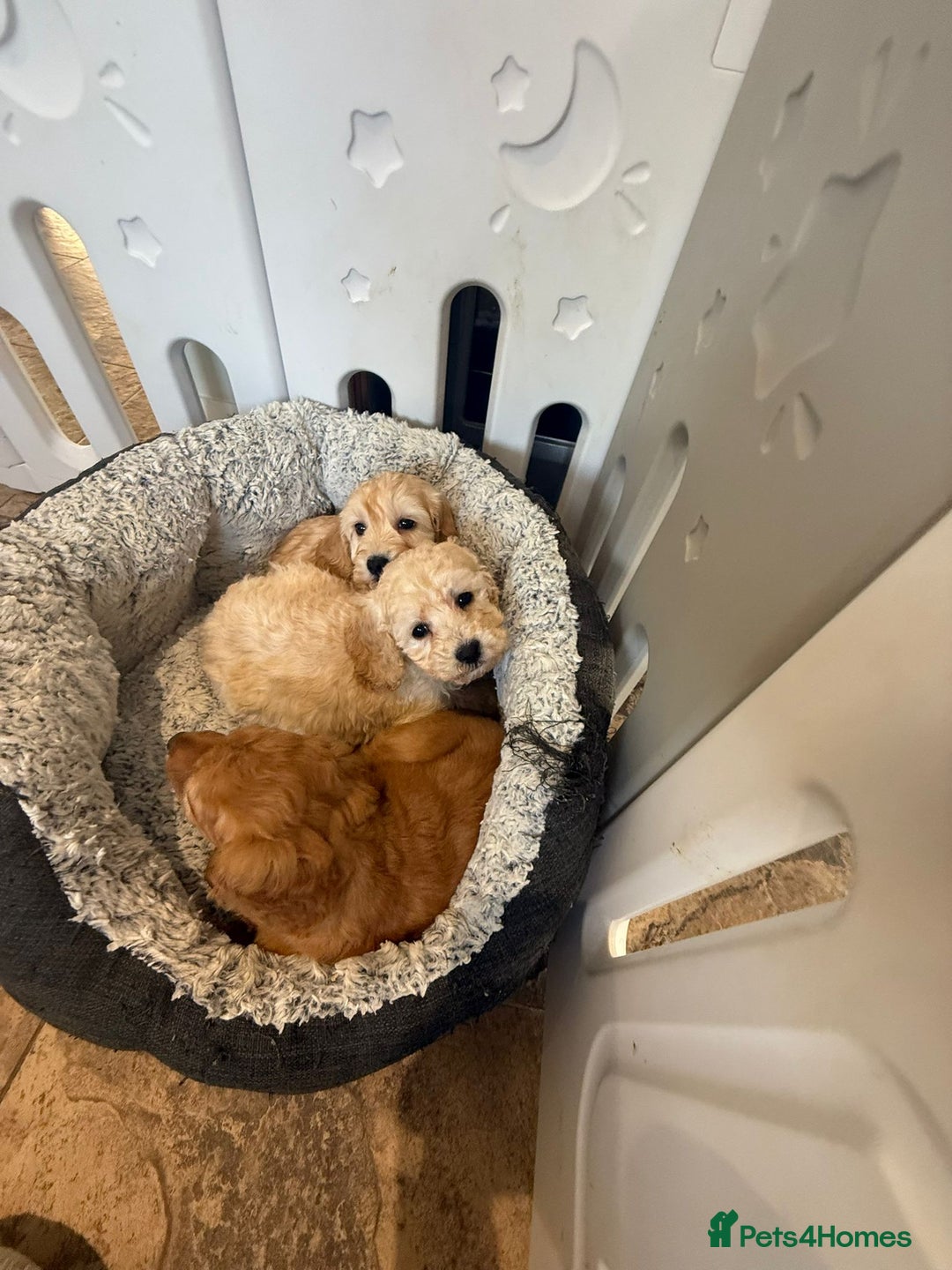 Cockapoo dogs for sale: COCKAPOO Puppies (Small Breed) - Advert 6