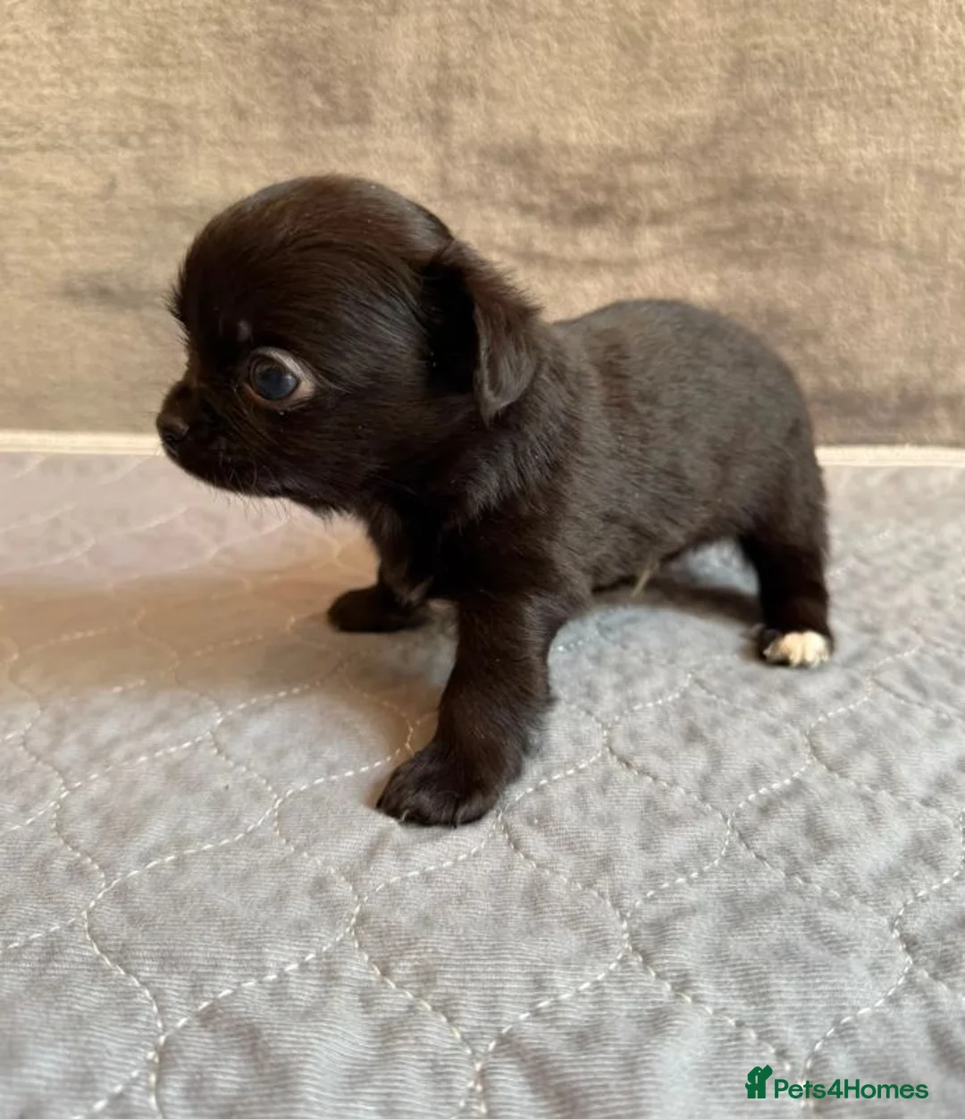 Chihuahua dogs for sale: LONG HAIRED APPLE HEAD CHIHUAHUA PUPPIES in Manchester - Advert 2