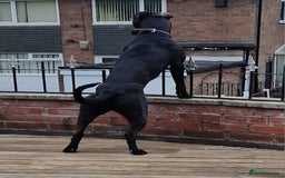 Mixed Breed dogs for sale: Greyhound x terriers x presa. - Image 3