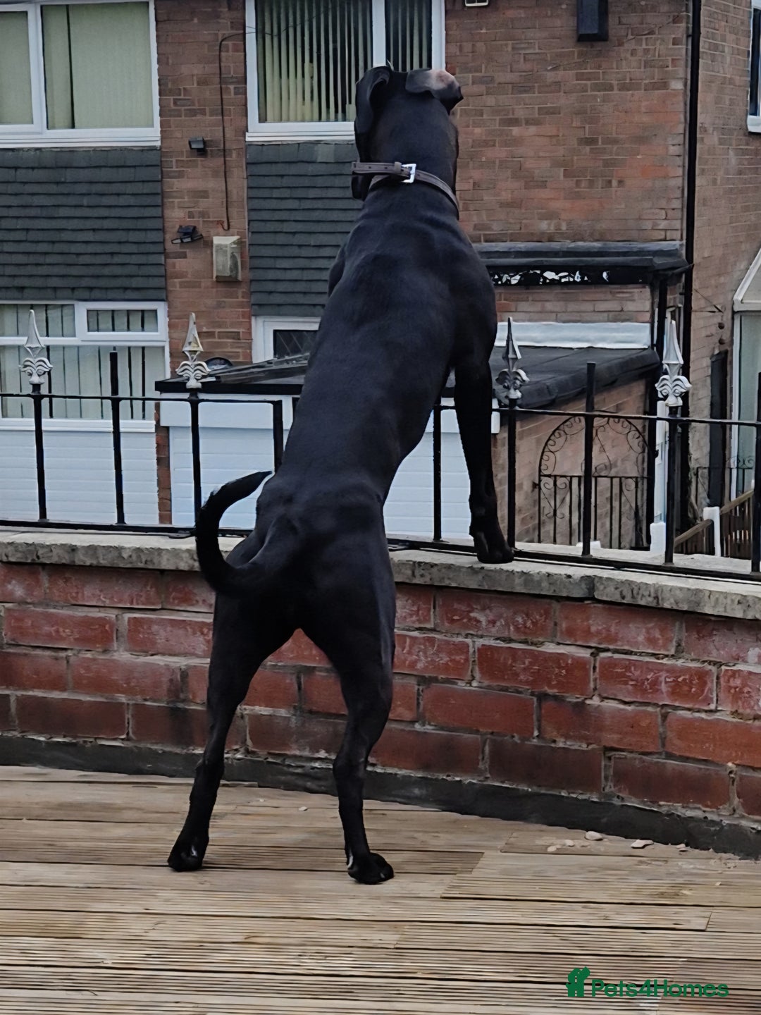 Mixed Breed dogs for sale: Greyhound x terriers x presa. - Image 3