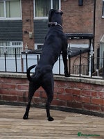 Mixed Breed dogs - Advert 3