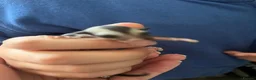 Sugar Glider rodents for sale: Grey Boy Ready to Leave - Advert 5