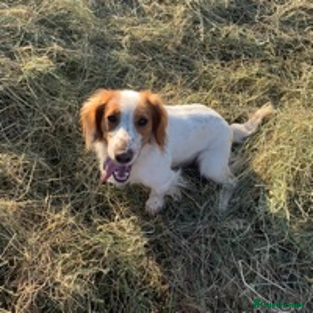 Cocker Spaniel dogs for stud: ACE STANDING AT STUD in Southampton - Advert 3