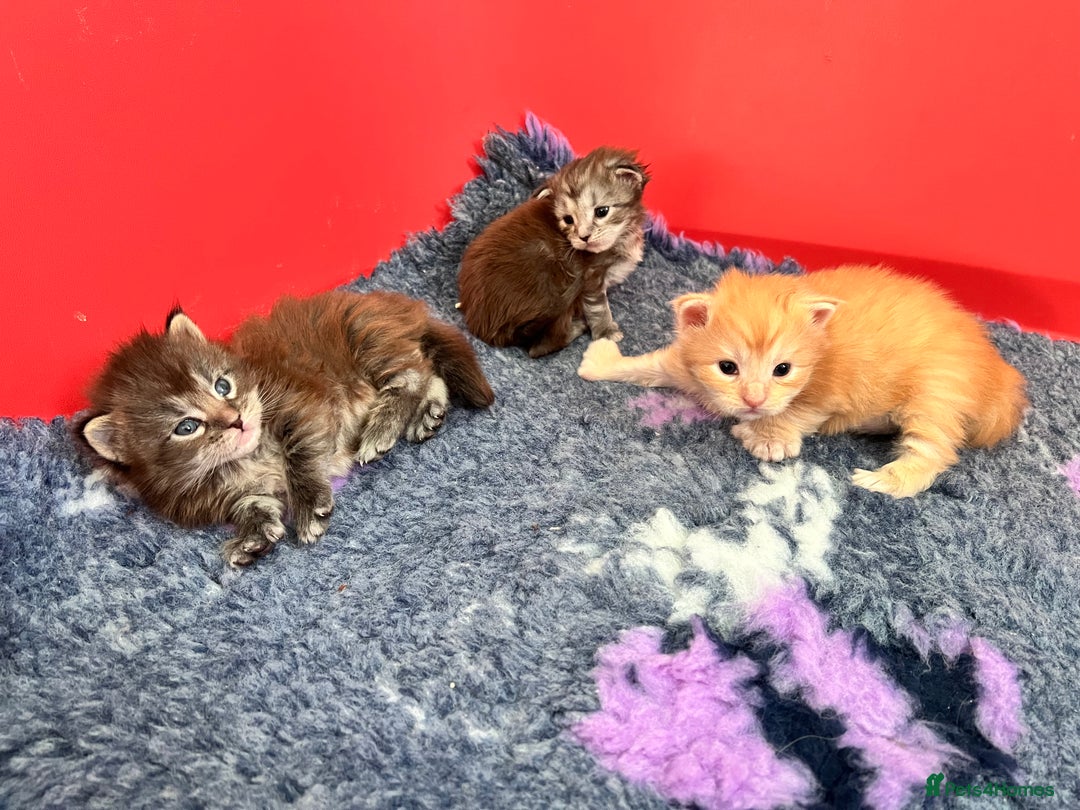Maine Coon cats for sale: Polydactyl Maine Coon Kittens! - Advert 19