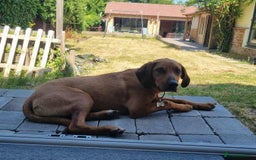 Mixed Breed dogs for adoption: MYRTLE - 6 months old, Girl Pup, Mixed Breed - Image 4