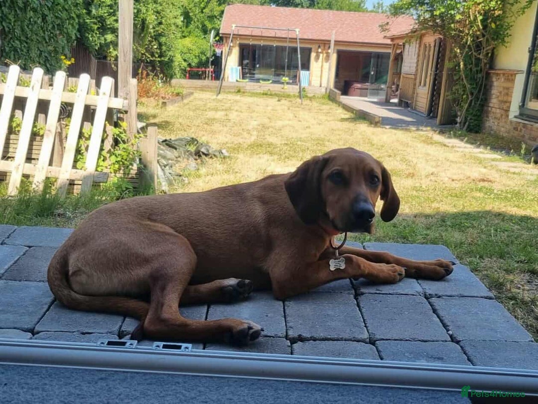 Mixed Breed dogs for adoption: MYRTLE - 6 months old, Girl Pup, Mixed Breed - Image 4