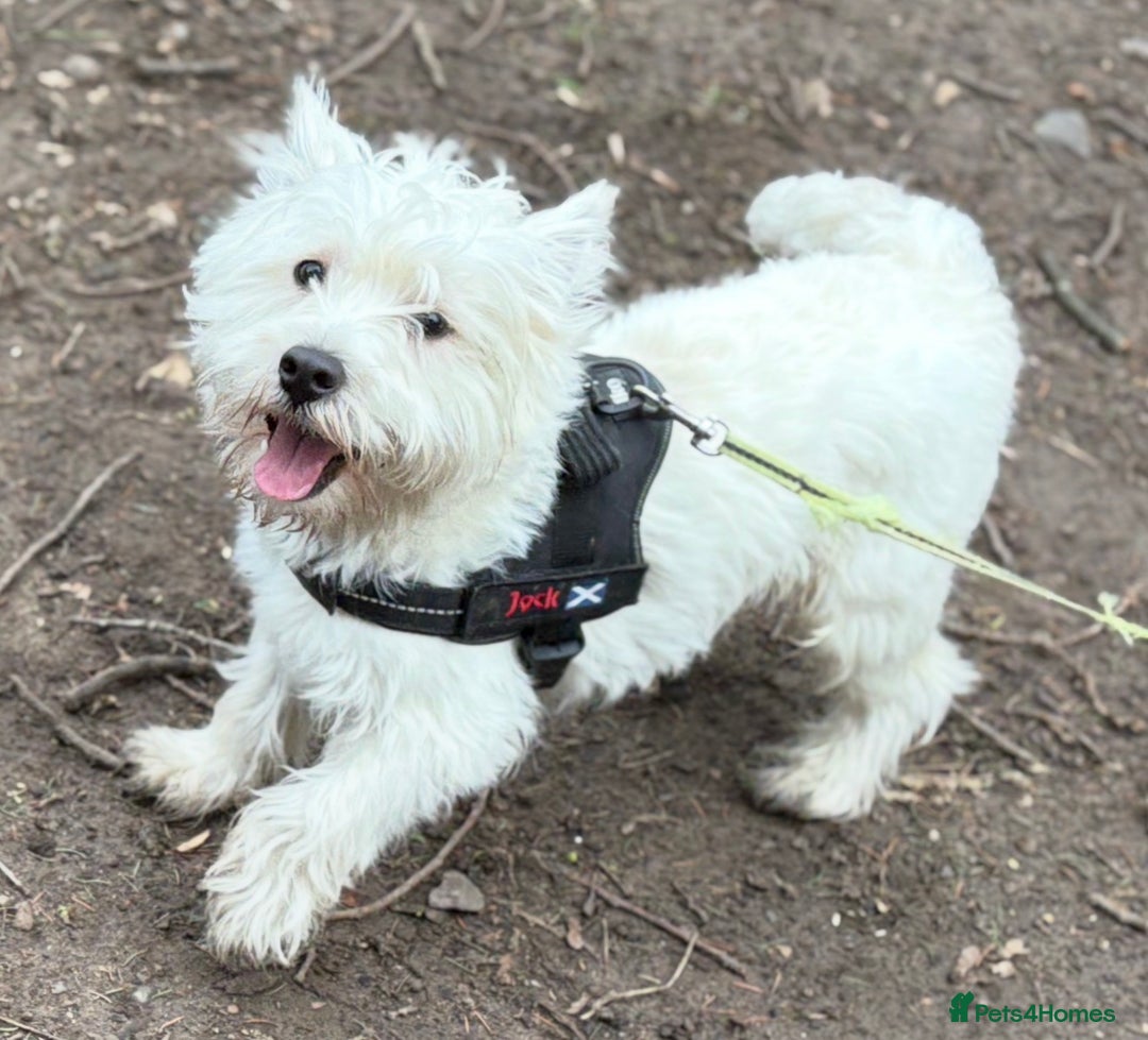 West Highland Terrier dogs for stud: Westie for stud  - Advert 3