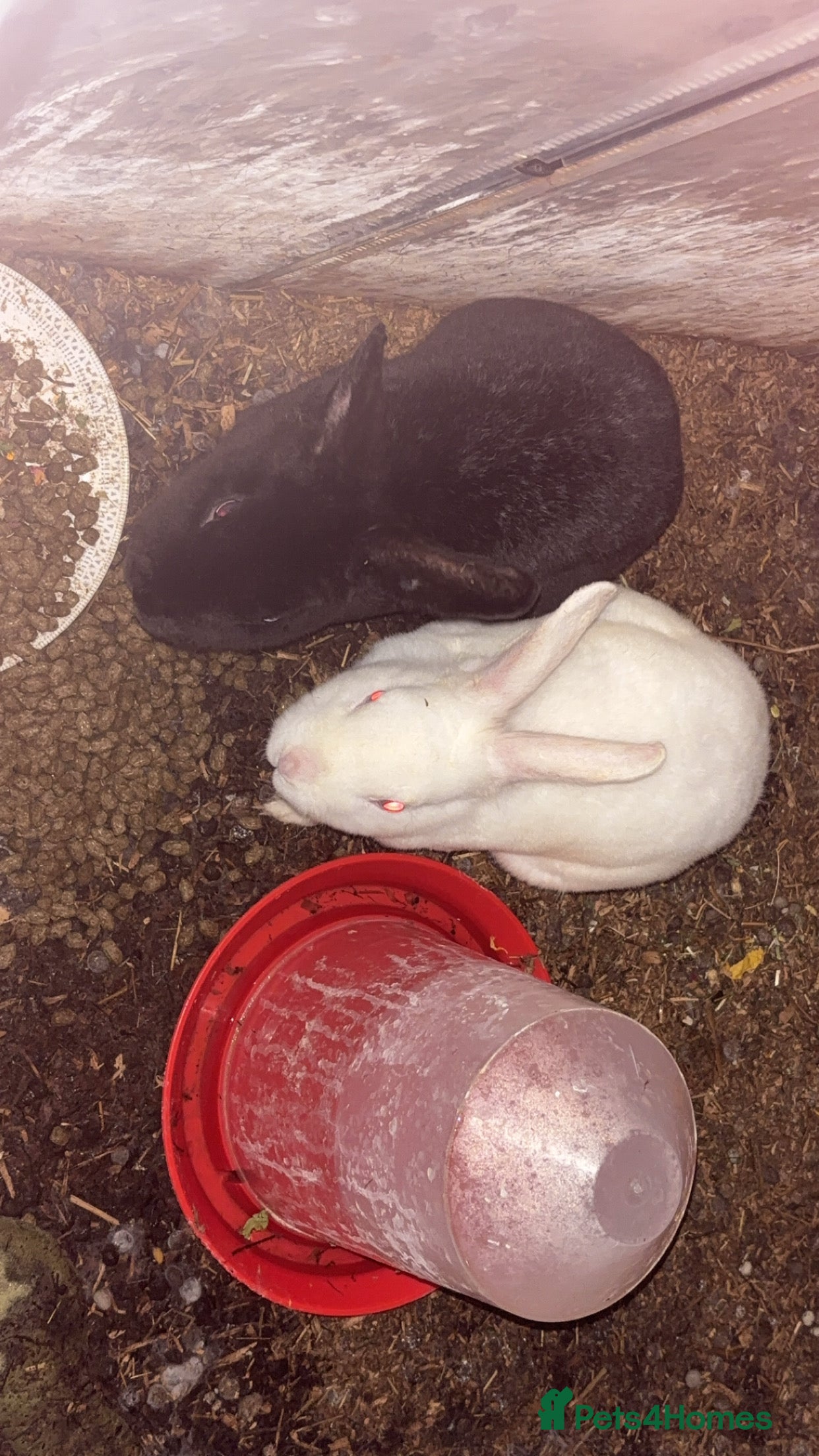 New Zealand rabbits Female white rabbit male black rabbit  - Advert 1