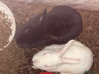 New Zealand rabbits Female white rabbit male black rabbit - Advert 1