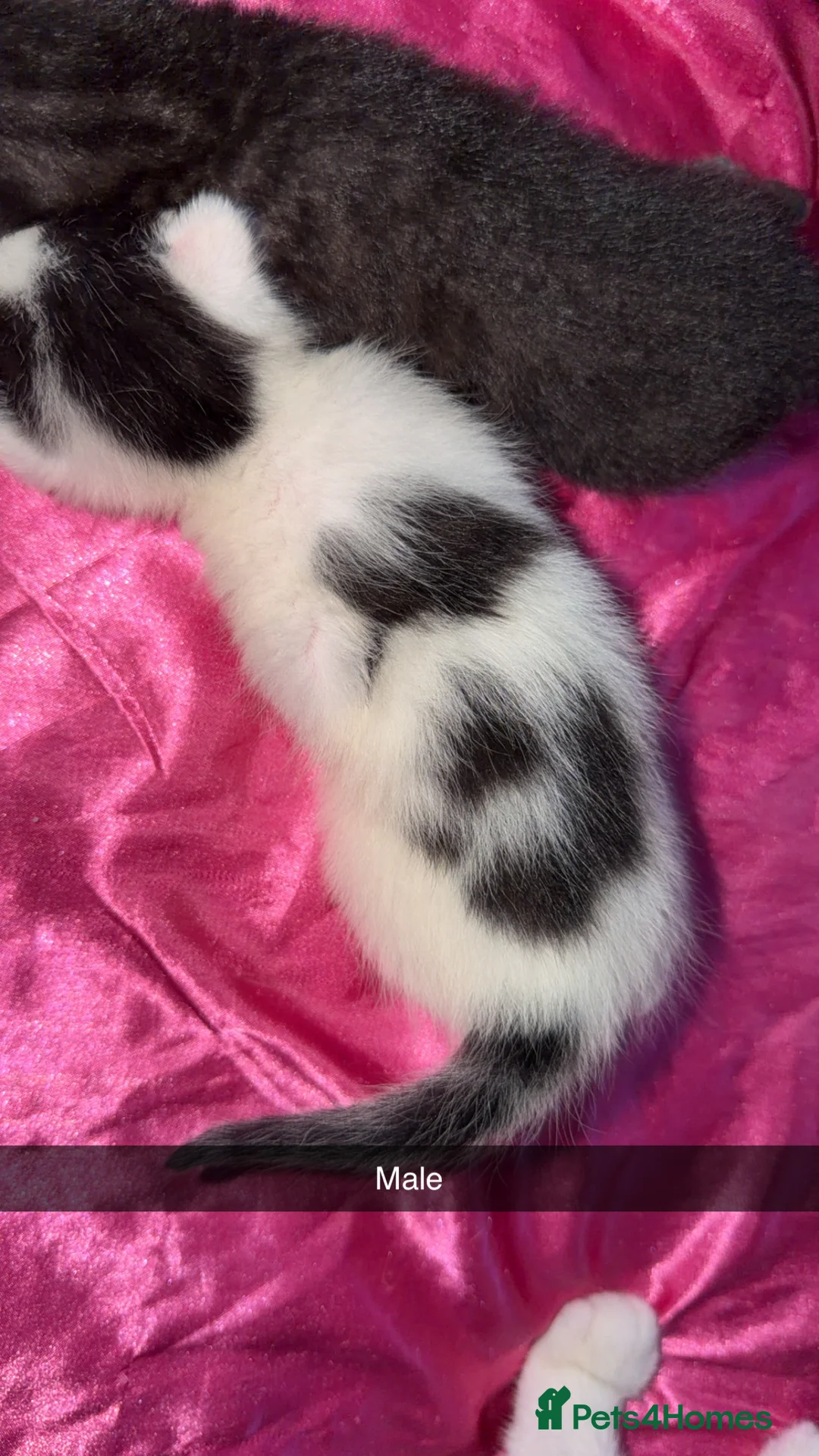 Mixed Breed cats for sale: 5 kittens looking for a forever home  - Advert 2