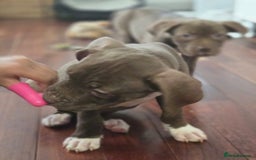 American Bulldog dogs for sale: American bulldog puppies  - Image 3