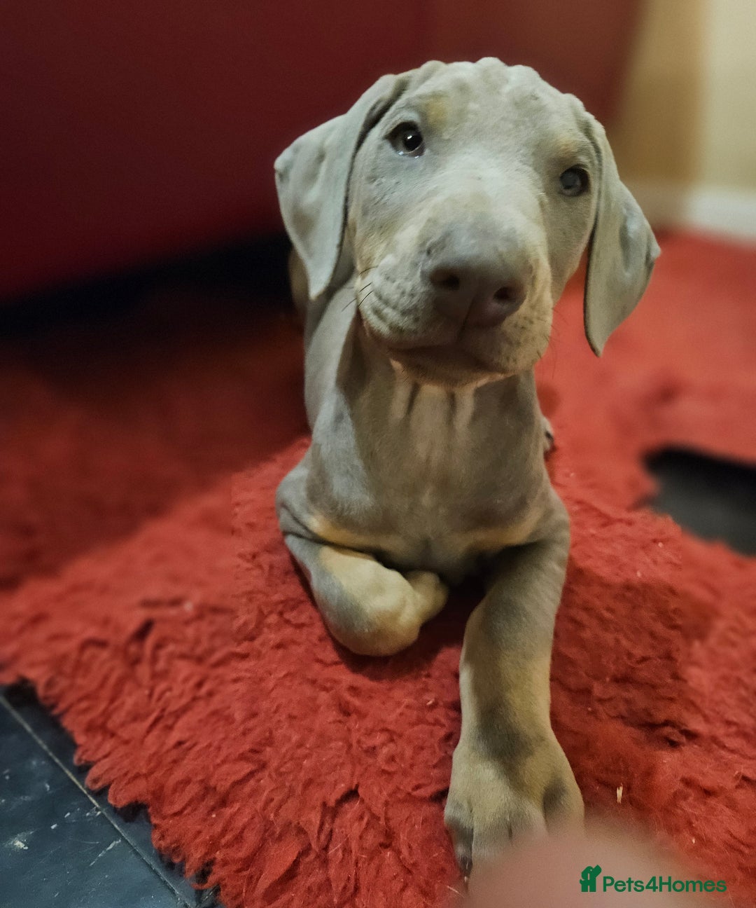 Dobermann dogs for sale: Stunning Female Ready for Lifelong Home  - Advert 3