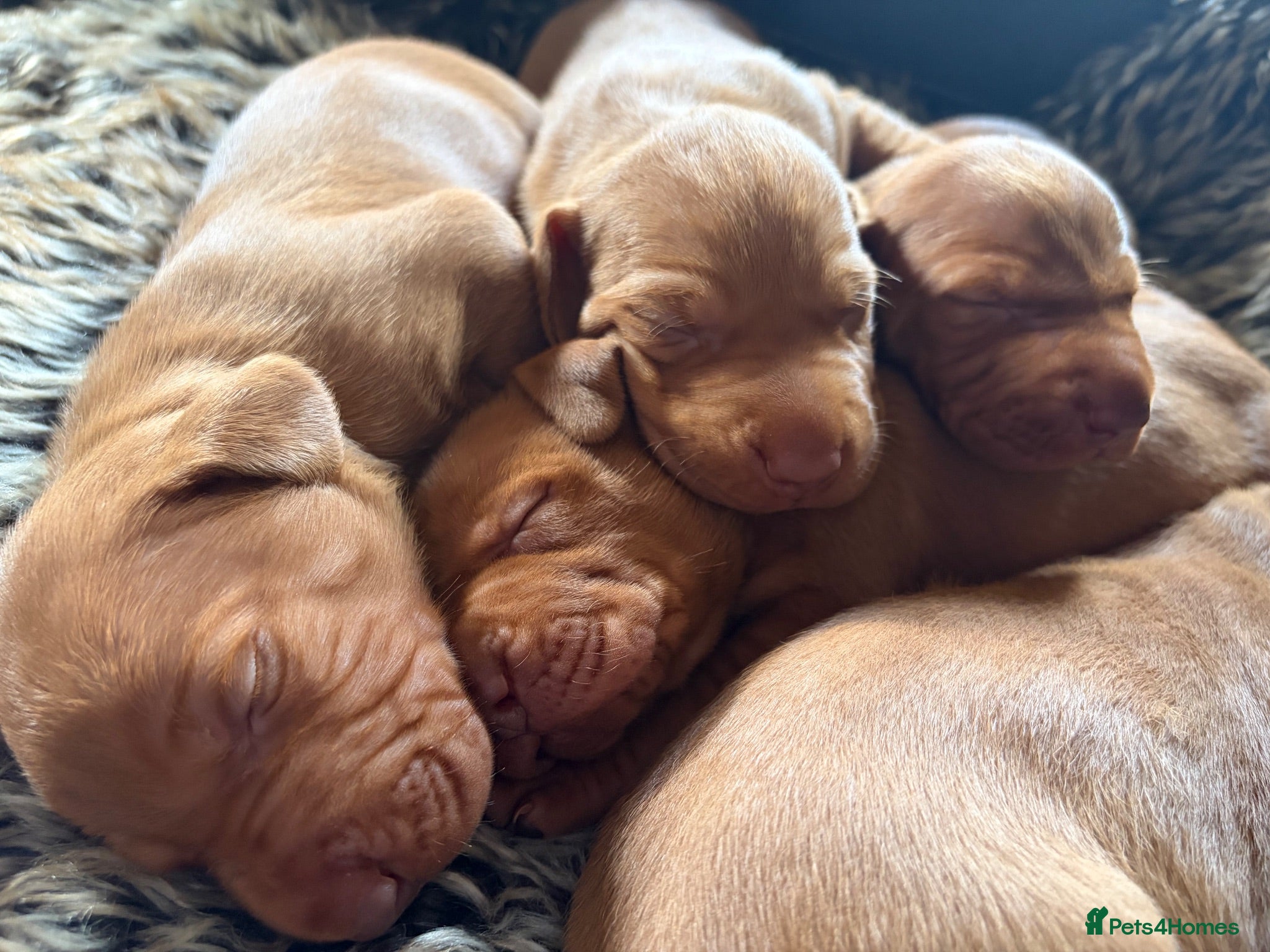 Hungarian Vizsla dogs Beautiful litter.  - Advert 15
