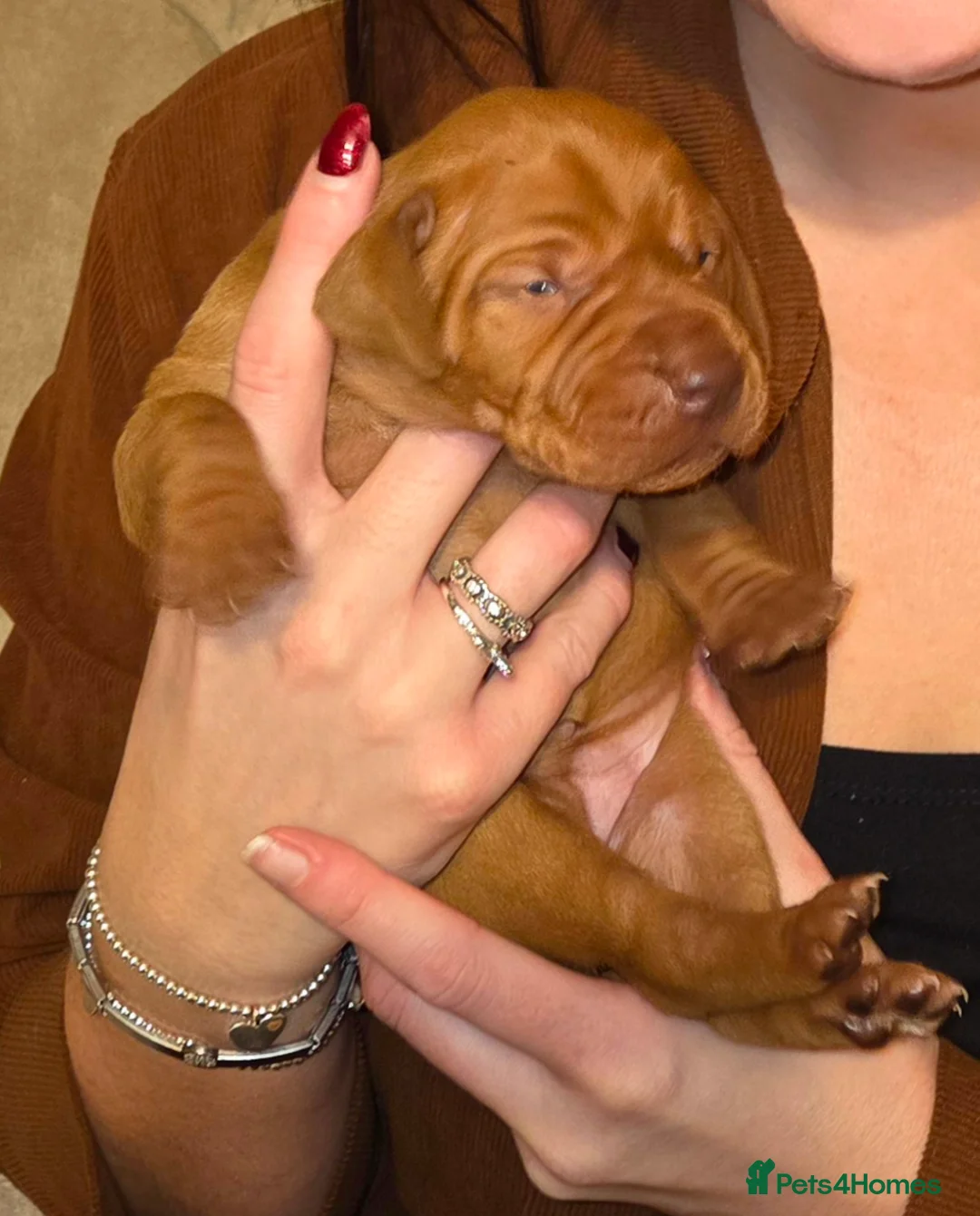 Hungarian Vizsla dogs for sale: 🧡 Hungarian Vizslas. Exceptional pedigrees 🧡 - Advert 21