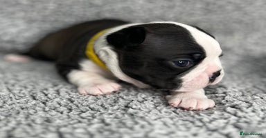 Boston Terrier dogs - Advert 4