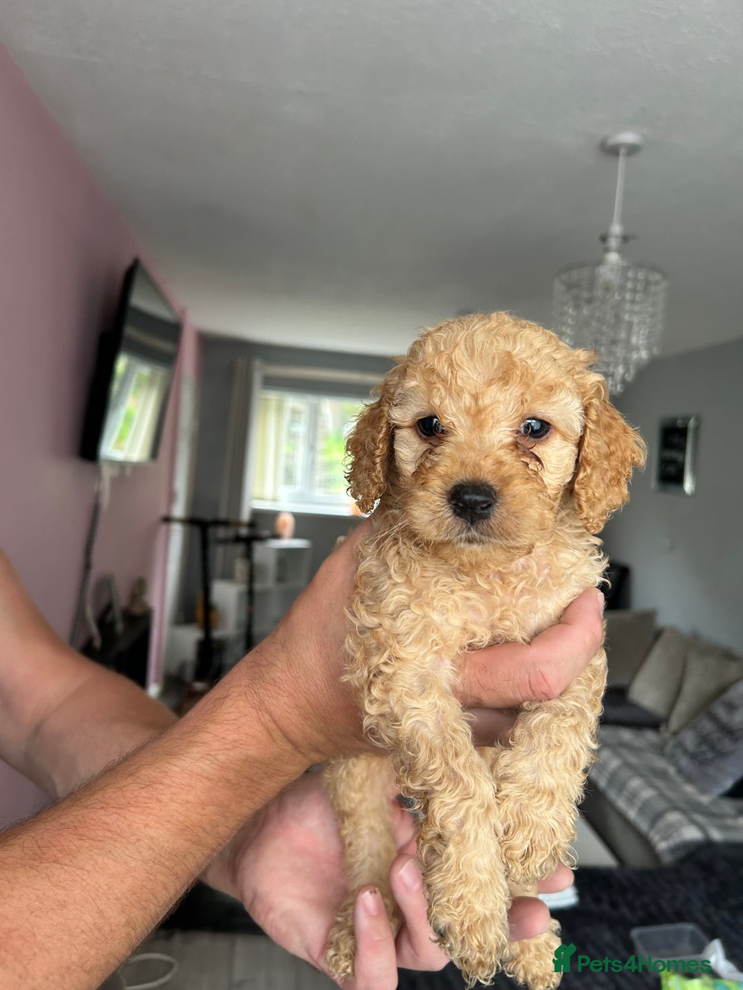 Cockapoo dogs for sale: Beautiful cockapoo pups for sale  - Image 2