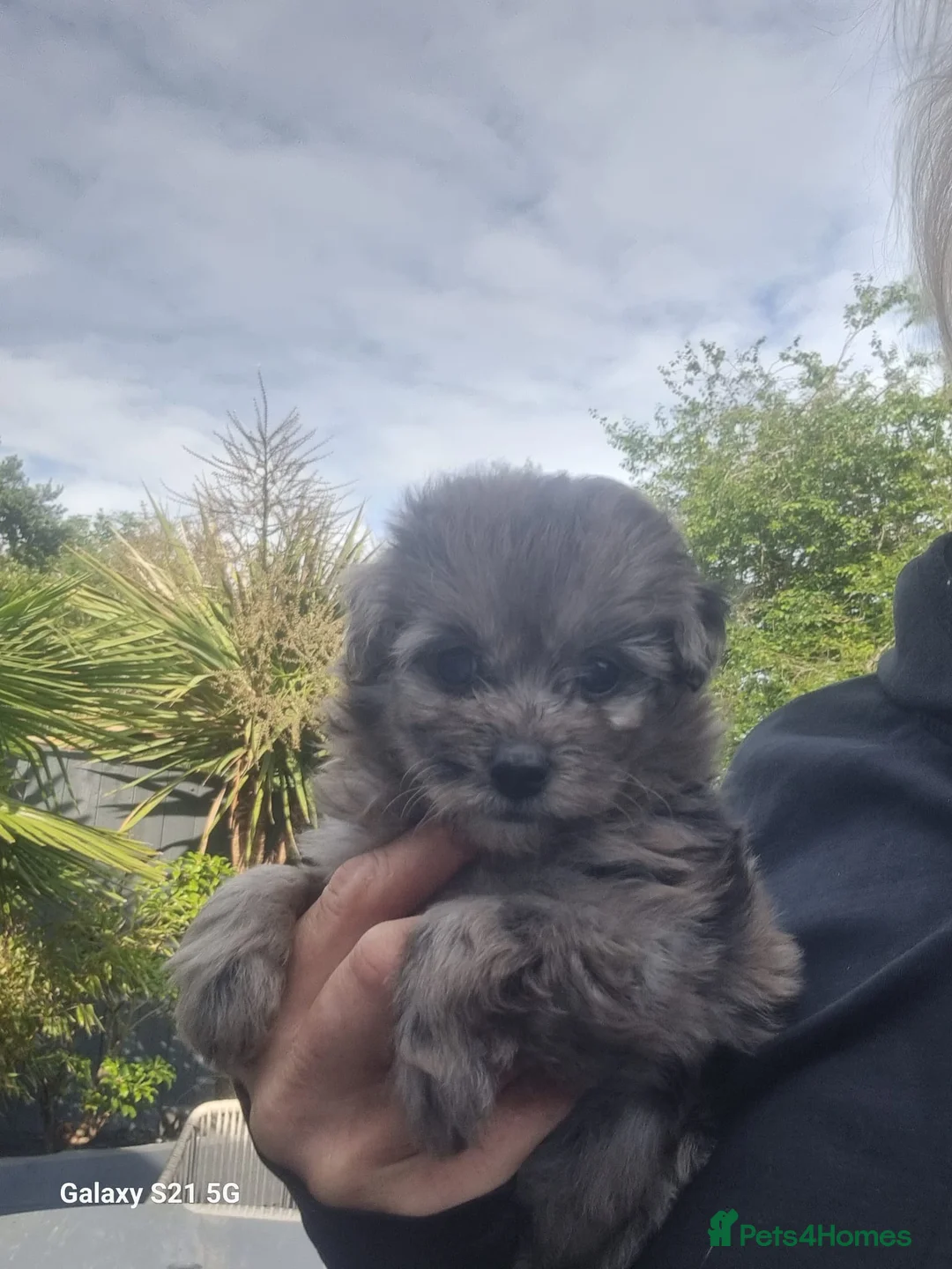 Toy Poodle dogs for stud: Toy poodle available for stud  in Rowlands Gill - Advert 11