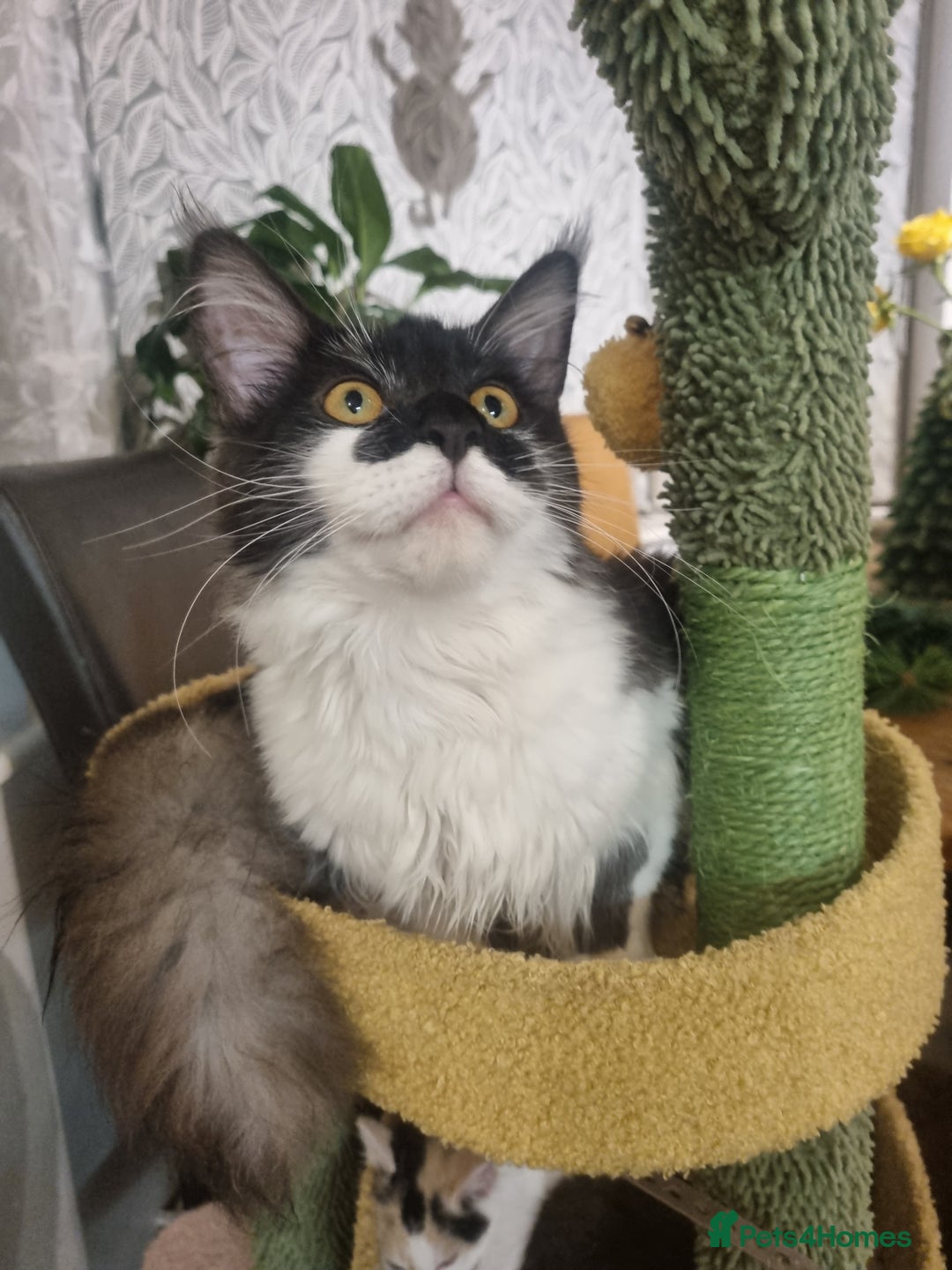 Maine Coon cats for sale: Female Maine coon  - Advert 6